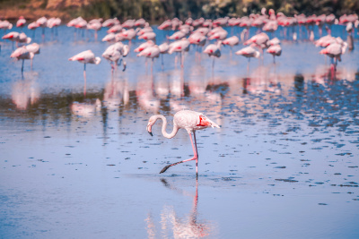 Top 5 des endroits à visiter en Camargue